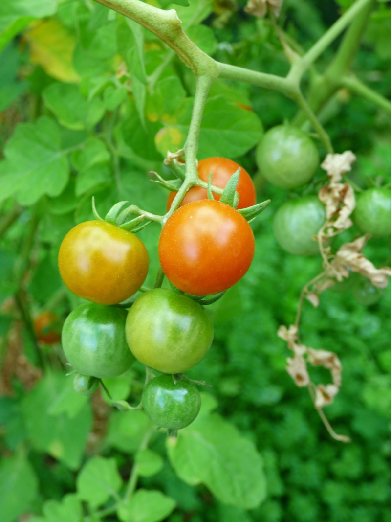 tasty, branch, leaf, vegetable, food and drink, freshness, color, healthy, gardening, ripe, garden, nature, grow, agriculture, fruit, orange, greenhouse
