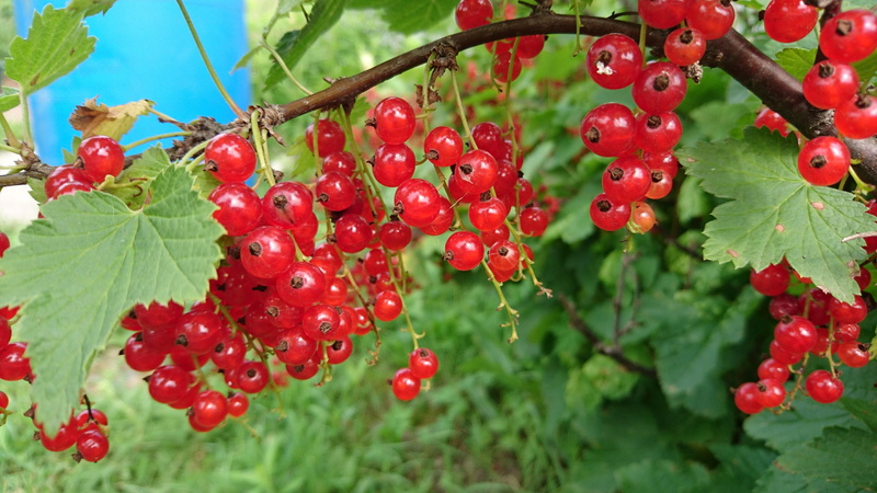 summer, red berry, sheet, bush, day, close-up, healthy eating, green color, ripe, focus on foreground, fruit, not man, branch, tree, food, harvest, no people