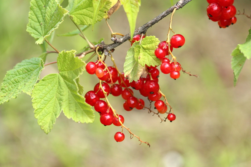 nature, green color, freshness, plant part, currant, focus on foreground, tree, leaf, plant, summer, berry, fruit, tasty, cherry tree, beauty in nature