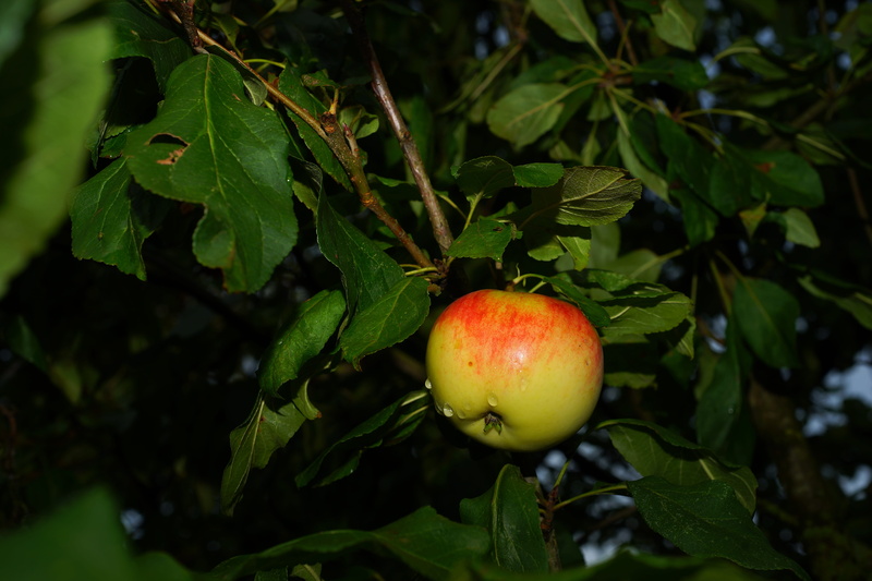 close-up, healthy, late summer, apple, plant part, autumn, ripe, food and drink, healthy eating, fruit tree, kernobstgewaechs, green color, red, day, growth