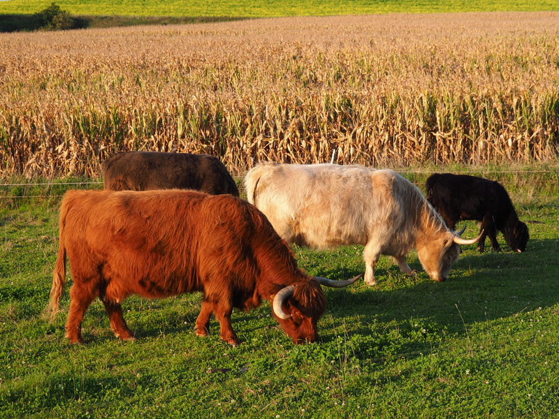mostviertel, summer, field, outdoors, flock, nature, lower austria, herbivorous, austria, farmer, face, livestock, no people, grass, agriculture, bio, mammal