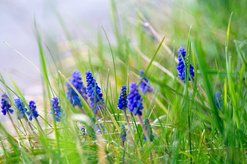 no people, garden, summer, grass, selective focus, field, purple, lavender, beauty in nature, growth, plain, flower, green color, spring, blue, springtime
