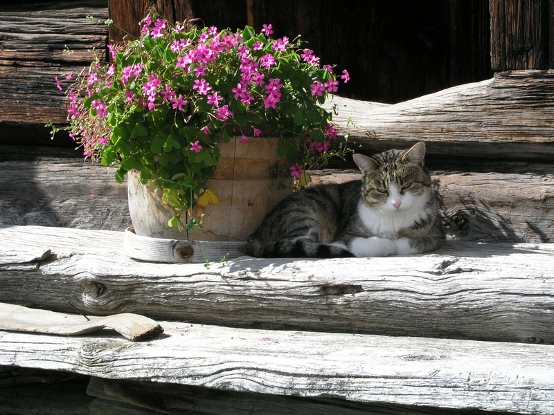 wood - material, pink, day, log, flowering plant, one animal, silver, wildlife photography, no people, animal, beside, relaxation, laying, domestic animals