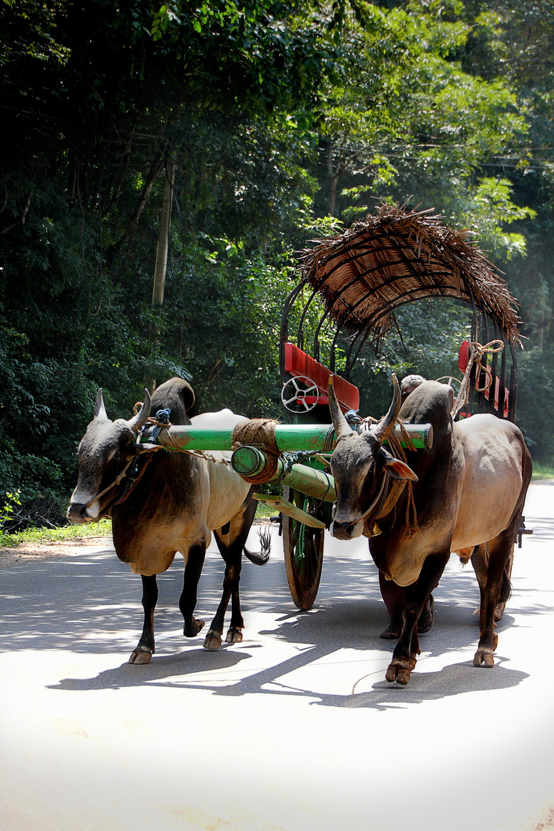 no people, vertebrate, plant, herbivorous, Bauer, Sri Lanka, full length, agriculture, two animals, transportation, idyll, domestic animals, mammal, Cart