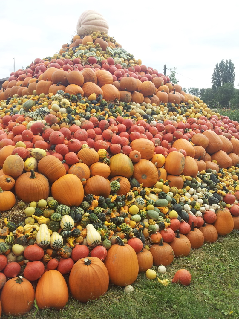 no people, bauer, plant, orange color, healthy eating, abundance, harvest, fruit, land, large group of objects, 2K, Pyramid, Pumpkin, outdoors, wellbeing