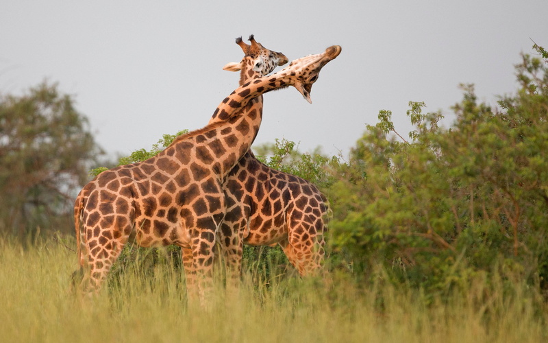 giraffe, african, animals in the wild, plant, fighting, animal markings, animal, used, animal wildlife, grass, hierarchies, mammal, tall - high, animal themes