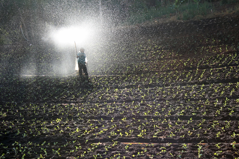 standing, night, water, field workers, spray, adults only, men, only men, growth, plant, land, daytime, day, sunlight, people, one man only, unrecognizable person