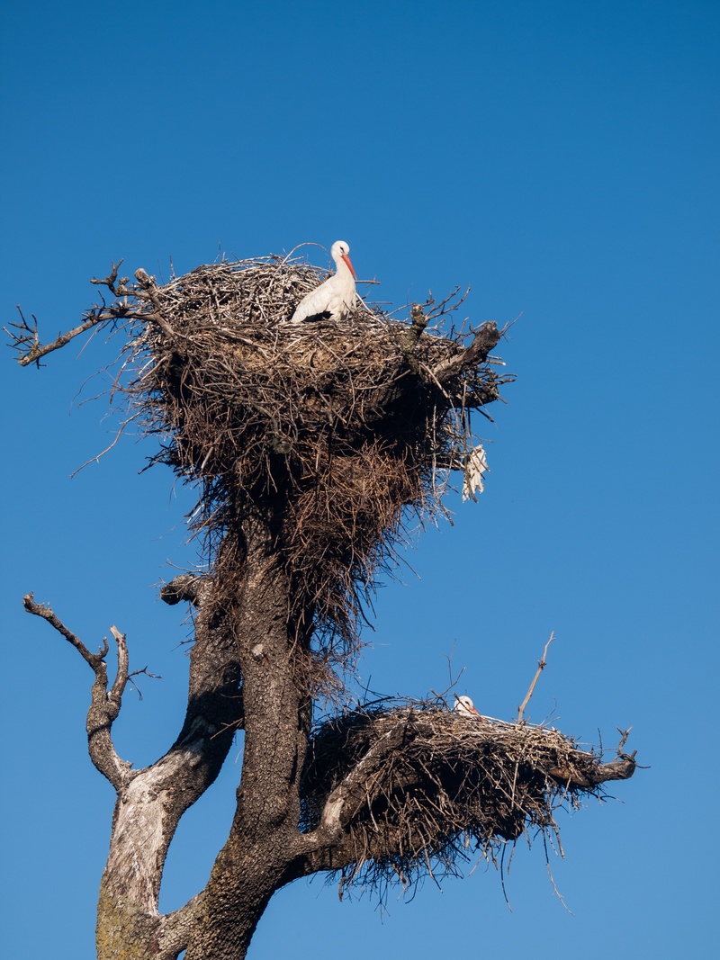 nest, feathers, two animals, animal, vertebrate, stork, tree, 2K, no people, animal nest, blue, animal wildlife, peak, plant, animals in the wild, animal themes
