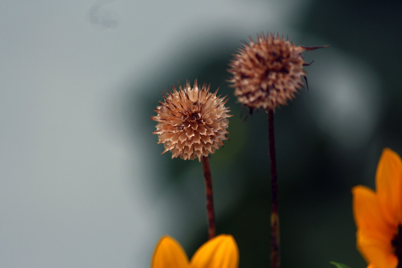softness, lower, beauty in nature, nature, day, flowering plant, close-up, growth, focus on foreground, flower, outdoors, plant stem, yellow, selective focus