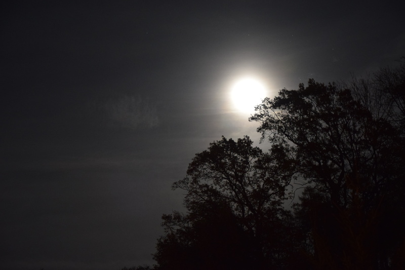 tranquility, silhouette, night photograph, treetop, nature, night, tree, space, no people, outdoors, shadow, plant, trees, moonlight, growth, low angle view
