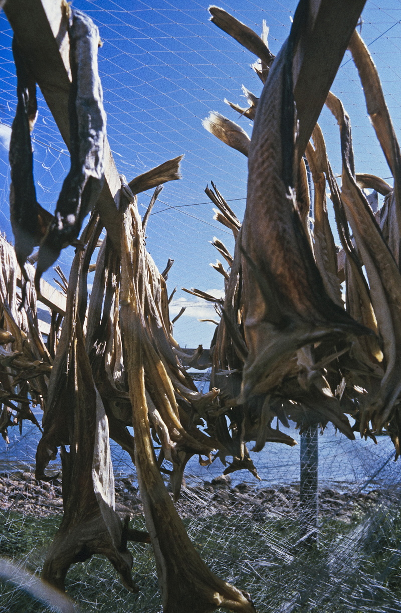 barrier, dried, haddock, plant, scan kb dia, close-up, fence, clipfish, growth, day, field, preserved, tree, no people, nature, boundary, pollack, cod
