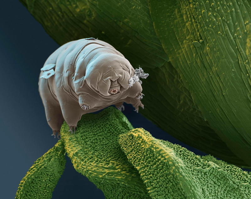 1080P, tardigrade