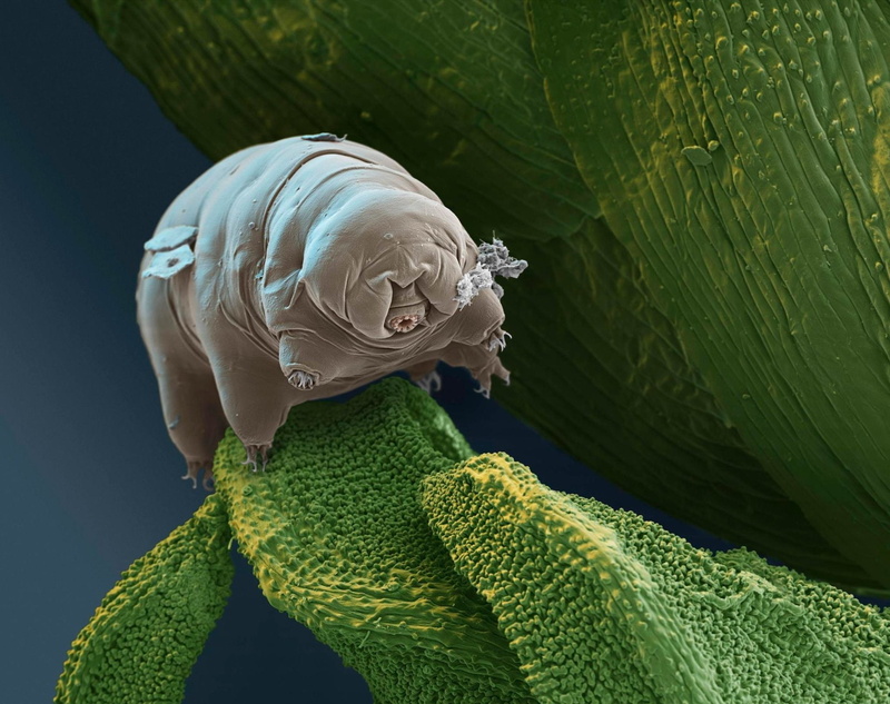 1080P, Tardigrade, Animal