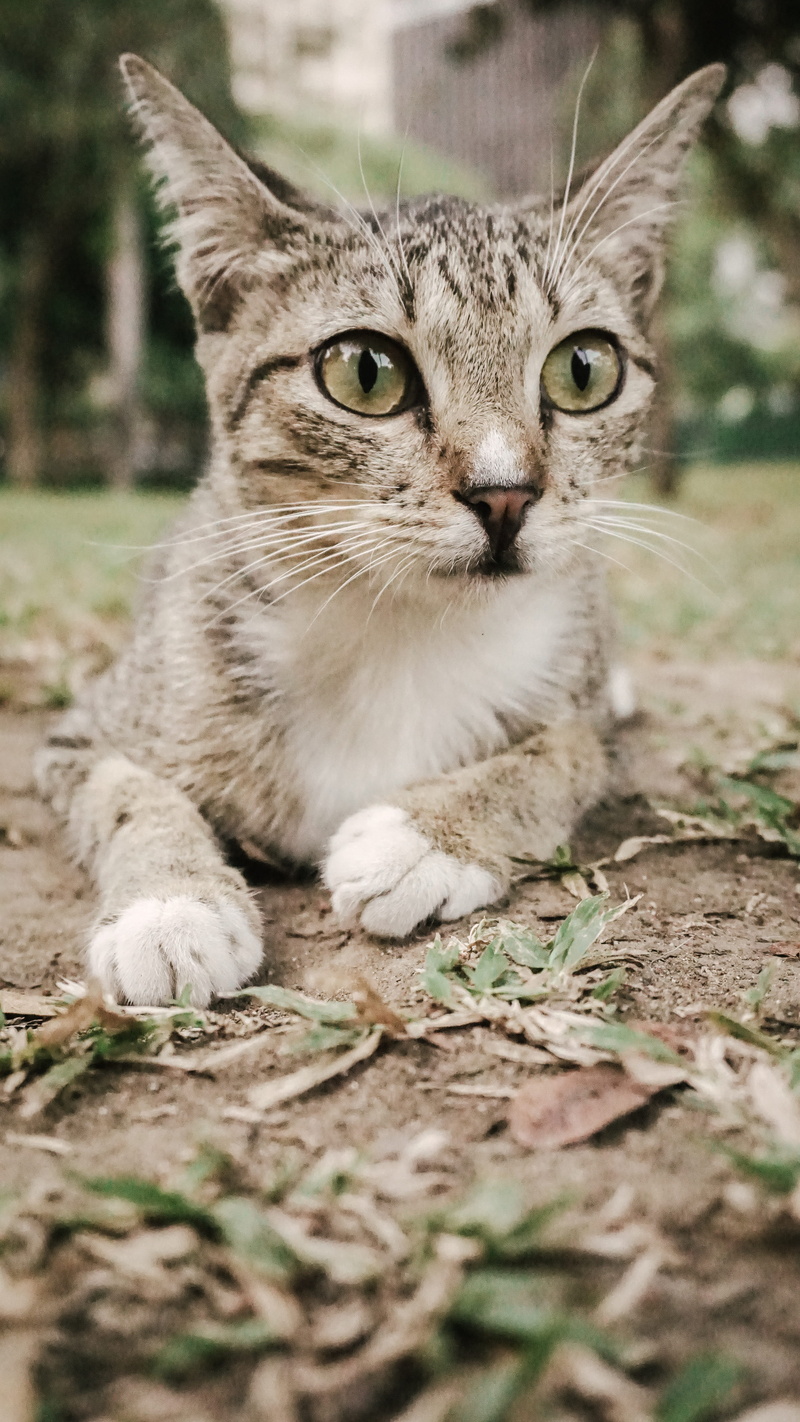 makati, one animal, pussy cat, surface level, no people, 5K, curious, looking at camera, mammal, calm, pet, domestic, tabby, outdoor, cat, relaxation