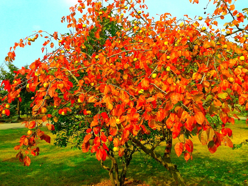 outdoors, autumn, change, leaf, season, close-up, orange, branch, flowering plant, garden, fall, red, park, 2K, freshness, no people, flower, the decrease in