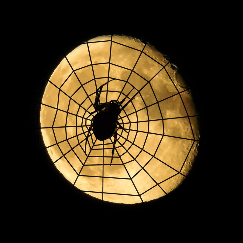 mysterious, dark, dreiviertelmond, copy space, fantastic, silhouette, ceiling, cobweb, weird, darkroom, moonlight, decreasing moon, moon, indoors, circle