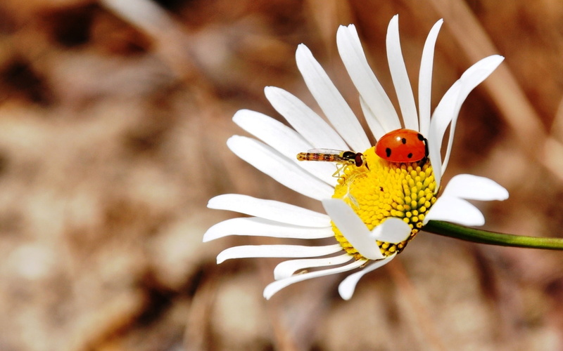 720P, Daisy, Bee, Ladybug