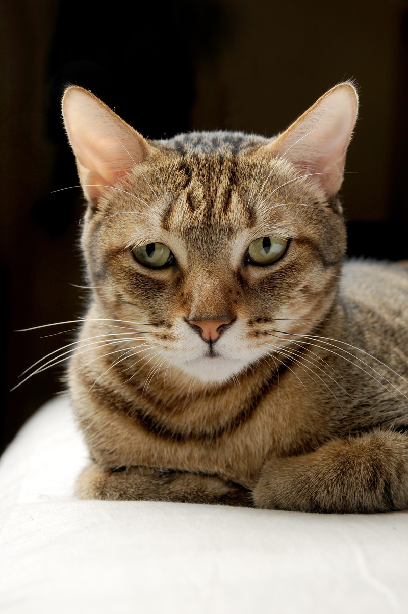 mammal, fur, vertebrate, Reviews, feline, animal, close-up, Cat, cute, looking at camera, Gel, animal eye, yellow eyes, indoors, animal themes, tabby, no people
