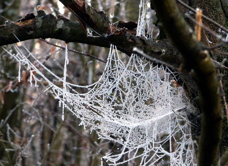 winter, close-up, dew, plant, outdoors, tree, snow, nature, gel, 4K, frost, icicle, focus on foreground, web spider, cold, frozen, spider web, day, complexity