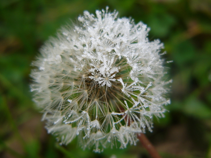 frost, 1080P, no people, dandelion seed, vulnerability, softness, gel, focus on foreground, dew, dandelion, beauty in nature, plant, winter, fragility