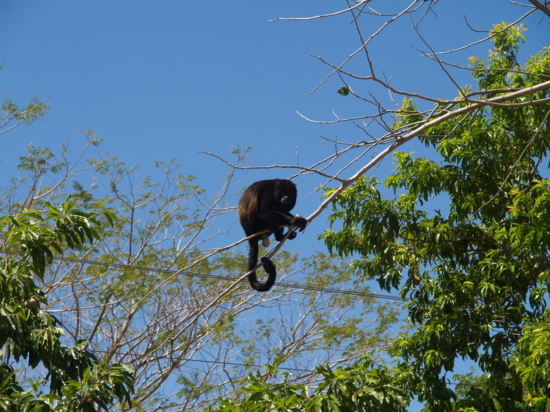 animals in the wild, guanacaste, guanacaste province, costa rica, animal wildlife, vertebrate, one animal, branch, 2K, plant, animal, mammal, animal themes