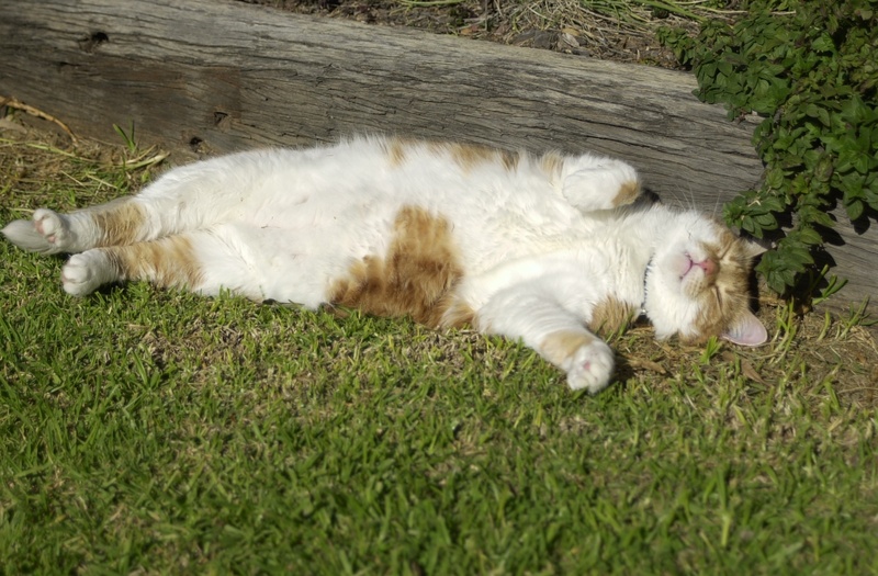 pet, lying, lying down, domestic, mammal, love, relaxation, funny, cat, relax, grass, happy, sweet, animal, wooden, one animal, orange, resting, green color