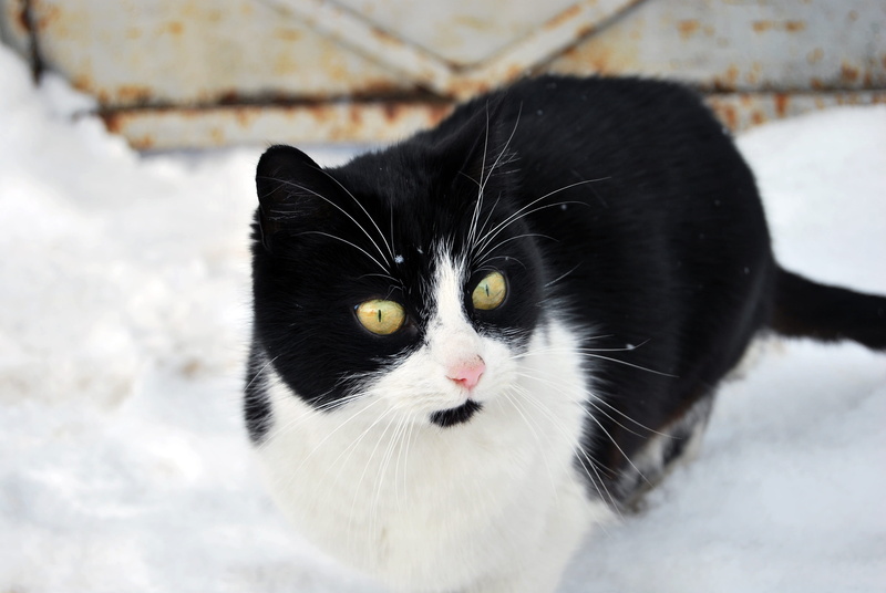 Cute, nature, outdoors, one animal, rest, snow, feline, Pet, yellow eyes, domestic animals, wild, focus on foreground, holiday, pets, black, fluffy, portrait