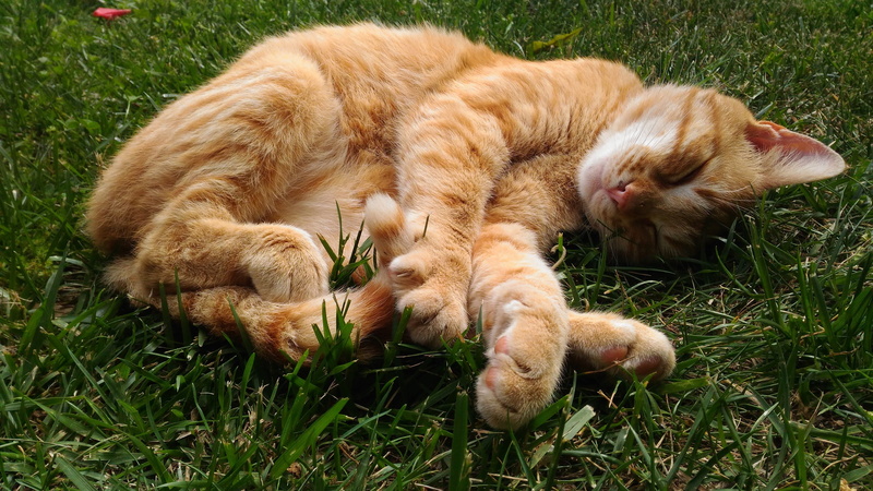 sleeping cat, field, vertebrate, lawn, nature, animal, whisker, feline, animals, grass, sleeping, relaxation, domestic, pets, istanbul, turkey, detail shots