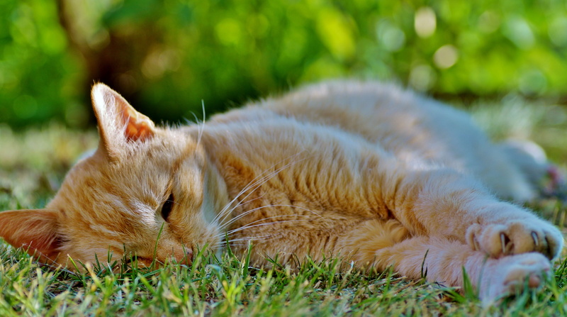 pet, orange, animal, resting, one animal, lying down, feline, no people, home, mammal, cat, do not disturb, domestic, vertebrate, not to wake, recreation