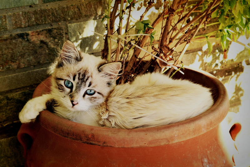 furry, animal themes, fluffy, short, container, portrait, animal, one animal, domestic animals, sweet, kitten looking at you, potted plant, kitty, day