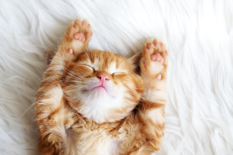 sleep, 4K, color, cats, ginger, animals, kittens