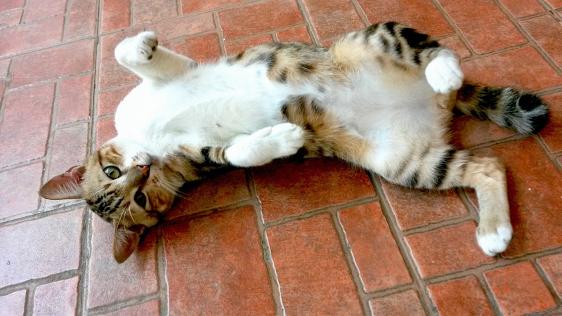 pets, resting, 1080P, lying, sleep, animal themes, white, brick, rest, comfortable, whisker, no people, short, relaxation, feline, tiled floor, lying down