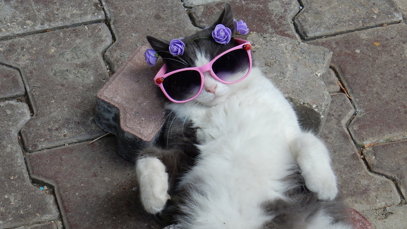 4K, vertebrate, tuxedo, kitten, one animal, glasses, pink, pavement, domestic, personal accessory, domestic animals, lying, pets, day, rest, animals, feline