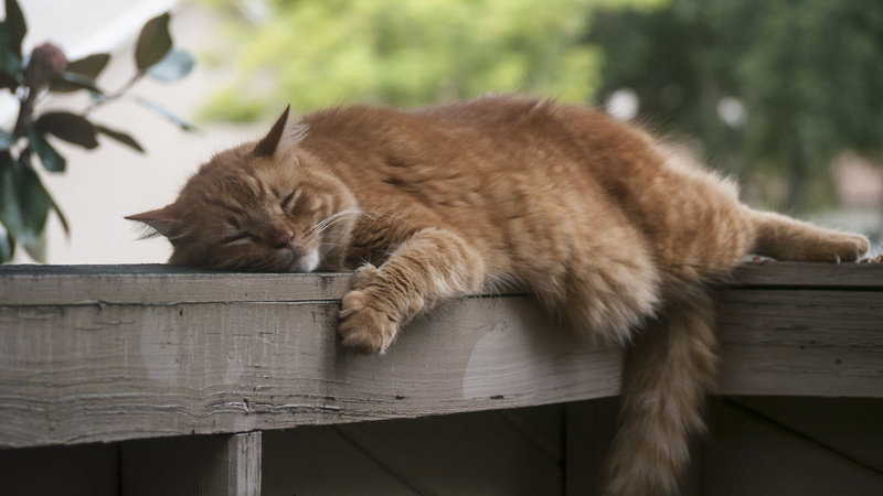 orange tabby, adorable, pets, 4K, animals in the wild, tabby, rest, whisker, domestic cat, funny, railing, one animal, domestic animals, wood - material