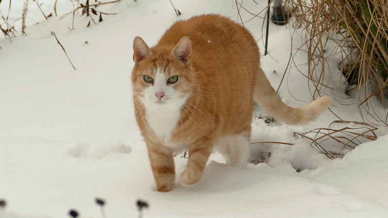 animal, cute, domestic cat, snow, winter, vertebrate, mammal, domestic animals, no people, red tomcat, one animal, whisker, 2K, domestic, pets, pet, portrait
