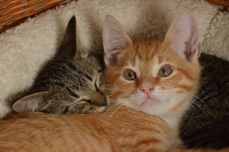 domestic, two animals, care, cute, red, animal themes, 4K, domestic Animals, indoors, orange, sleeping, fur, cat, animal, group of animals, portrait, animal family
