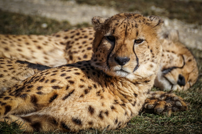 animals in the wild, animal world, feline, zoo, wild animal, predator, hunter, wild, animal themes, cheetah, relaxation, focus on foreground, animal portrait