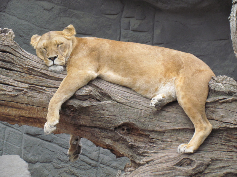 lion - feline, pets, lion, cat, resting, 4K, no people, animals in the wild, lioness, rest, animal wildlife, one animal, lying down, day, siesta, sleeping