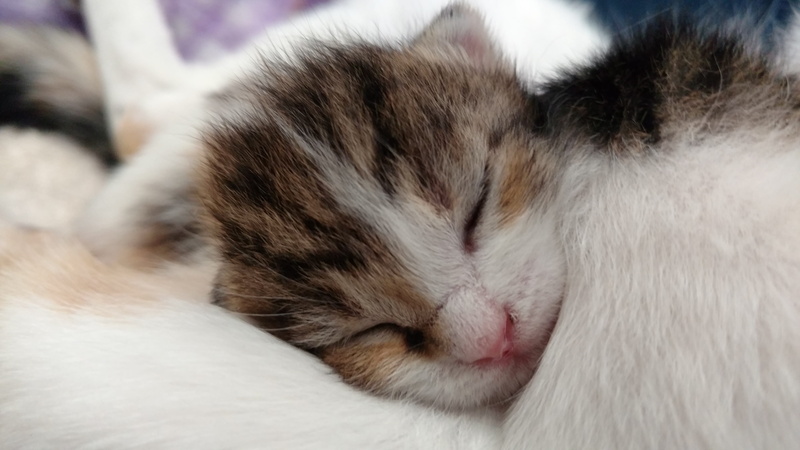 animals, indoors, eyes closed, asleep, cozy, whisker, vertebrate, siesta, animal head, napping, domestic, puppy, cute, sleeping, mammal, no people, animal themes