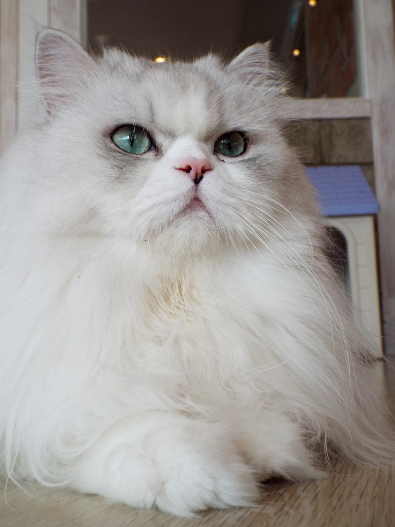 whisker, animal themes, animal hair, kitten, close-up, domestic Cat, 4K, white color, Animal, Cute, looking, no people, hair, young Animal, resting, animal eye
