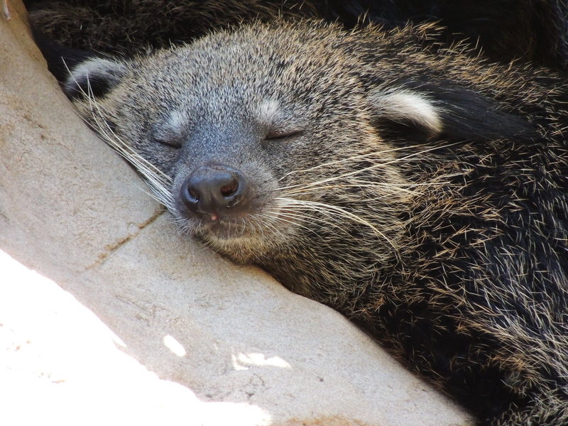 whisker, no people, sunlight, Animal, Sleep, animal themes, rodent, fur, animal body part, underwater, Cute, adorable, Zoo, close-up, siesta, 4K, nature