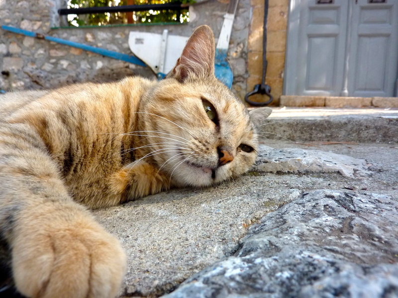 pets, resting, domestic cat, lying down, siesta, greece, vertebrate, close-up, 2K, afternoon rest, eyes closed, sleep, one animal, animal head, relax