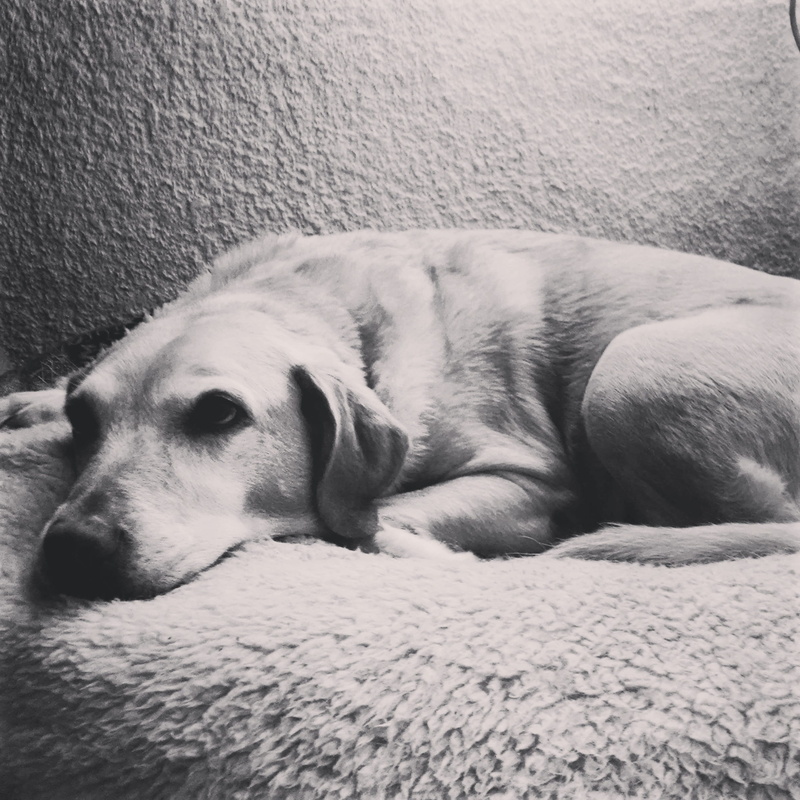 labrador, dog resting, domestic, vertebrate, cute, siesta, mammal, napping, no people, animal head, one animal, relaxation, bella, comfortable, sleeping