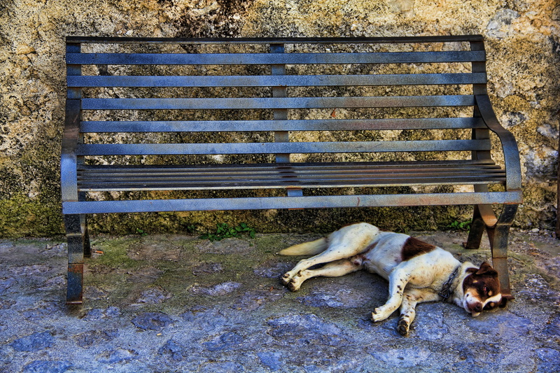one animal, mammal, relax, canine, vertebrate, seat, bank, brown, domestic animals, resting, bench, siesta, concerns, dog, black and white, animal, lying down