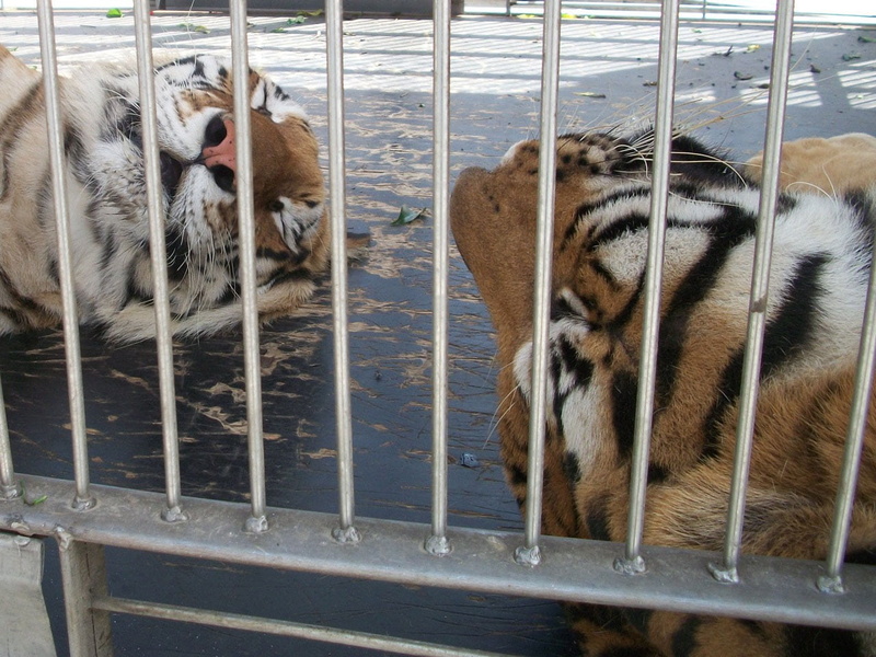 animal, fauna, day, tigers, two animals, siesta, vertebrate, pets, water, mammal, metal, animals in captivity, no people, group of animals, zoo, animal wildlife