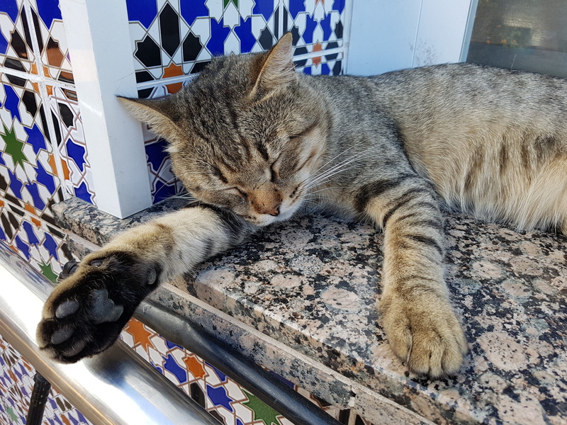 relaxation, domestic cat, indoors, vertebrate, siesta, high angle view, no people, mammal, ears, animal, one animal, 4K, feline, cat, calm, resting, domestic