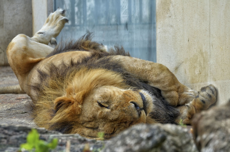 sleep, animal family, lion, group of animals, big cat, zoo, 4K, vertebrate, pets, relaxation, siesta, feline, animal themes, male, resting, lion - feline