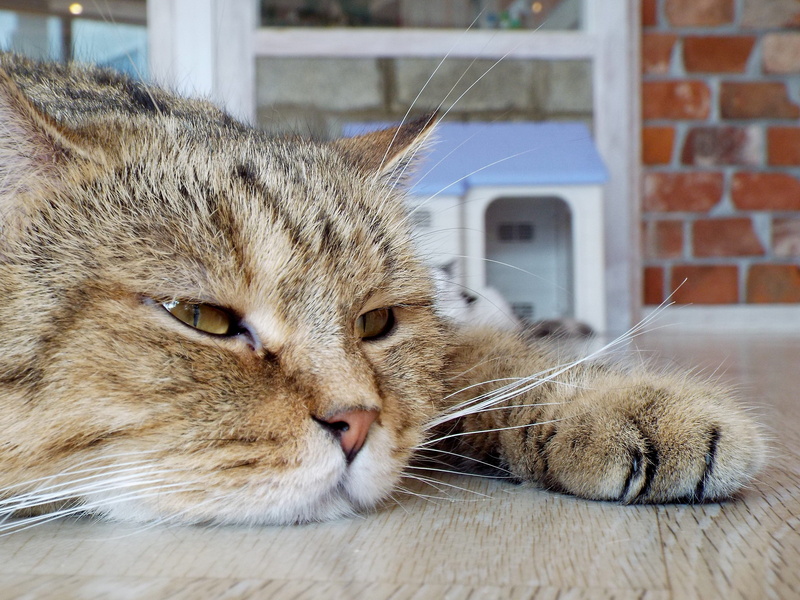 lying, focus on foreground, vertebrate, resting, animal body part, inside, room, happy, siesta, portrait, Animal, close-up, board, Relax, 4K, pets, no people