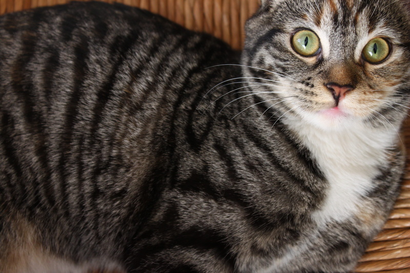 domestic, Animals, domestic animals, animal body part, 4K, resting, close-up, vertebrate, indoors, domestic cat, Cat, animal head, mammal, Animal, looking at camera