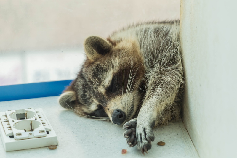 focus on foreground, close-up, raccoon cafe, animal themes, dog, whisker, sleeping, no people, domestic, one animal, mammal, siesta, canine, raccoon, lassitude